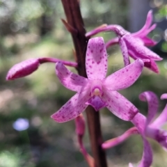 Dipodium roseum (Rosy Hyacinth Orchid) at Whitlands, VIC - 31 Dec 2023 by trevorpreston