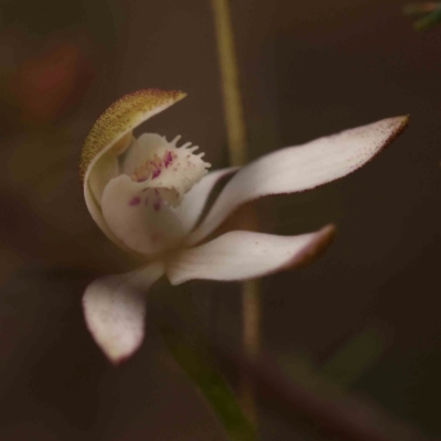 Caladenia moschata (Musky Caps) at Bruce Ridge - 2 Oct 2023 by ConBoekel