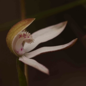 Caladenia moschata at Bruce Ridge - 2 Oct 2023