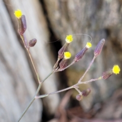 Senecio quadridentatus (Cotton Fireweed) at Whitlands, VIC - 31 Dec 2023 by trevorpreston