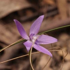 Glossodia major (Wax Lip Orchid) at Bruce Ridge - 2 Oct 2023 by ConBoekel