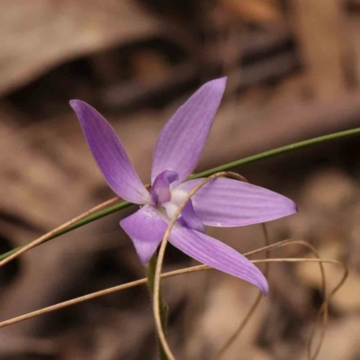 Glossodia major (Wax Lip Orchid) at Bruce Ridge - 2 Oct 2023 by ConBoekel