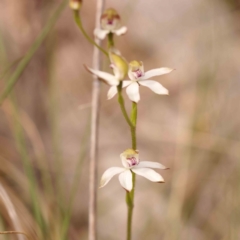 Caladenia moschata (Musky Caps) at Bruce Ridge to Gossan Hill - 2 Oct 2023 by ConBoekel