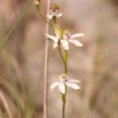 Caladenia moschata (Musky Caps) at Bruce Ridge - 2 Oct 2023 by ConBoekel