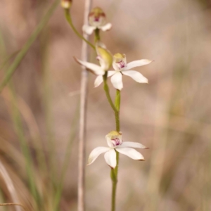 Caladenia moschata at Bruce Ridge to Gossan Hill - suppressed