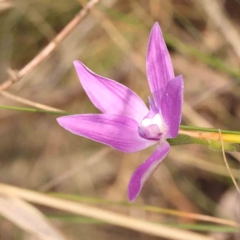 Glossodia major (Wax Lip Orchid) at Bruce Ridge - 2 Oct 2023 by ConBoekel