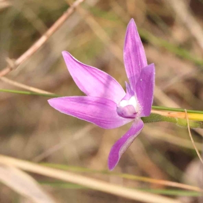 Glossodia major (Wax Lip Orchid) at Bruce Ridge to Gossan Hill - 2 Oct 2023 by ConBoekel