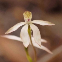 Caladenia moschata (Musky Caps) at Bruce Ridge to Gossan Hill - 2 Oct 2023 by ConBoekel