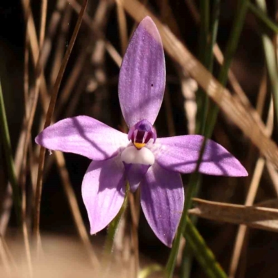 Glossodia major (Wax Lip Orchid) at Bruce Ridge to Gossan Hill - 2 Oct 2023 by ConBoekel