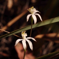 Caladenia moschata (Musky Caps) at Bruce Ridge to Gossan Hill - 2 Oct 2023 by ConBoekel