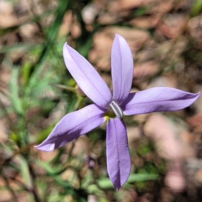 Isotoma axillaris (Australian Harebell, Showy Isotome) at Whitlands, VIC - 31 Dec 2023 by trevorpreston