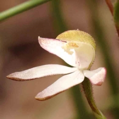 Caladenia moschata (Musky Caps) at Bruce Ridge to Gossan Hill - 1 Oct 2023 by ConBoekel