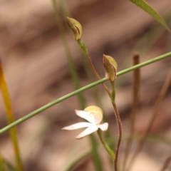 Caladenia moschata at Bruce Ridge to Gossan Hill - 2 Oct 2023