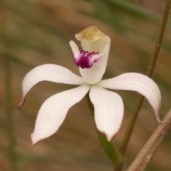 Caladenia moschata (Musky Caps) at Bruce Ridge to Gossan Hill - 2 Oct 2023 by ConBoekel