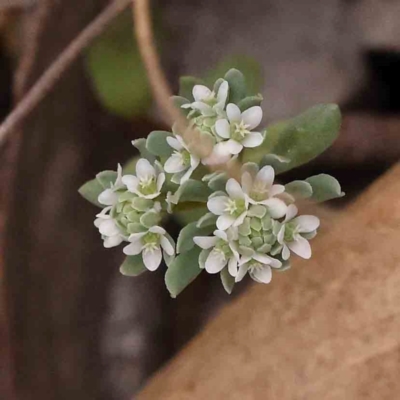 Poranthera microphylla (Small Poranthera) at Bruce Ridge - 1 Oct 2023 by ConBoekel
