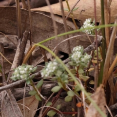 Poranthera microphylla at Bruce Ridge to Gossan Hill - 2 Oct 2023 10:15 AM