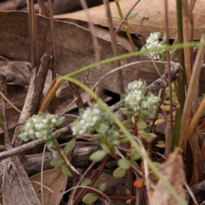 Poranthera microphylla at Bruce Ridge to Gossan Hill - 2 Oct 2023