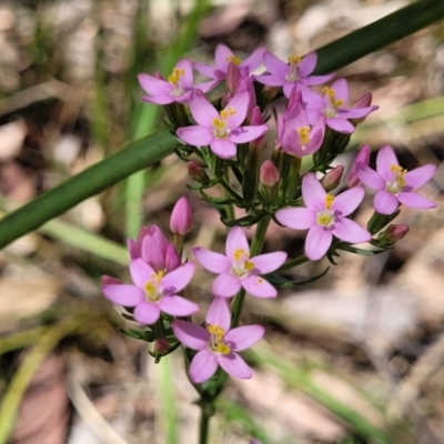 Centaurium erythraea (Common Centaury) at Whitlands, VIC - 31 Dec 2023 by trevorpreston