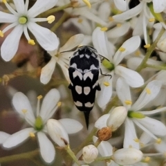 Hoshihananomia leucosticta (Pintail or Tumbling flower beetle) at Weetangera, ACT - 31 Dec 2023 by sangio7