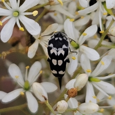 Hoshihananomia leucosticta (Pintail or Tumbling flower beetle) at Weetangera, ACT - 31 Dec 2023 by sangio7