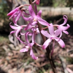 Dipodium roseum (Rosy Hyacinth Orchid) at Whitlands, VIC - 31 Dec 2023 by trevorpreston