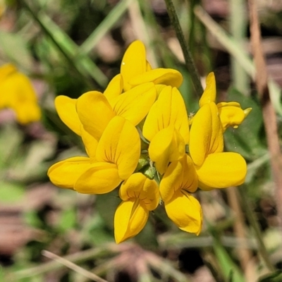 Lotus uliginosus (Birds-foot Trefoil) at Tolmie, VIC - 31 Dec 2023 by trevorpreston