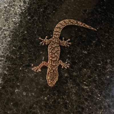 Christinus marmoratus (Southern Marbled Gecko) at Campbell, ACT - 28 Dec 2023 by Sunbird