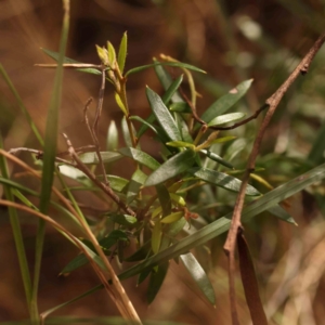 Grevillea sp. at Bruce Ridge to Gossan Hill - 2 Oct 2023