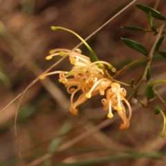 Grevillea sp. at Bruce Ridge to Gossan Hill - 2 Oct 2023