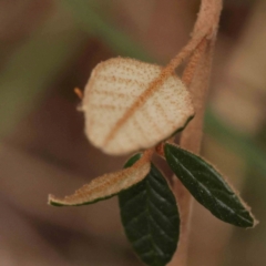 Pomaderris betulina at Bruce Ridge to Gossan Hill - 2 Oct 2023 10:57 AM