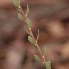 Brachyloma daphnoides at Bruce Ridge - 2 Oct 2023