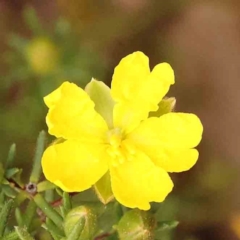 Hibbertia calycina (Lesser Guinea-flower) at Bruce Ridge to Gossan Hill - 1 Oct 2023 by ConBoekel