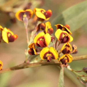 Daviesia mimosoides subsp. mimosoides at Bruce Ridge - 2 Oct 2023