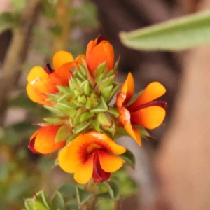 Pultenaea procumbens at Bruce Ridge to Gossan Hill - 2 Oct 2023 10:22 AM