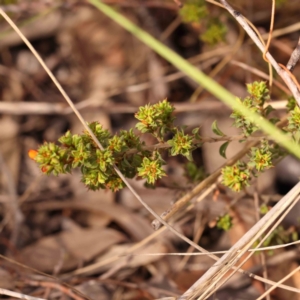 Pultenaea procumbens at Bruce Ridge to Gossan Hill - 2 Oct 2023 10:22 AM