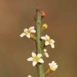 Choretrum pauciflorum at Bruce Ridge - 2 Oct 2023