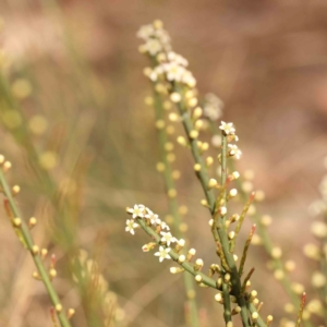 Choretrum pauciflorum at Bruce Ridge - 2 Oct 2023