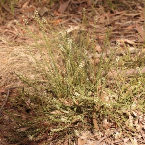 Choretrum pauciflorum at Bruce Ridge - 2 Oct 2023