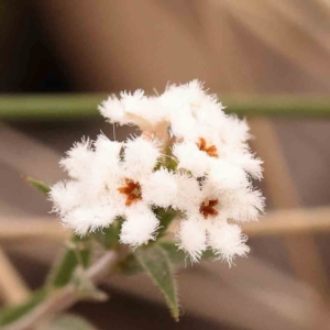 Leucopogon virgatus at Bruce Ridge to Gossan Hill - 2 Oct 2023