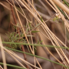 Leucopogon virgatus at Bruce Ridge to Gossan Hill - 2 Oct 2023