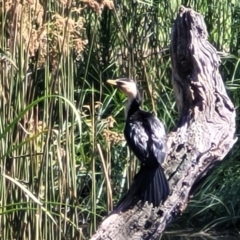 Microcarbo melanoleucos (Little Pied Cormorant) at Mansfield, VIC - 30 Dec 2023 by trevorpreston