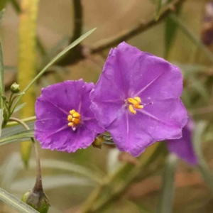 Solanum linearifolium at Bruce Ridge - 2 Oct 2023