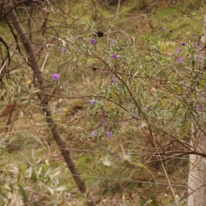 Solanum linearifolium at Bruce Ridge - 2 Oct 2023