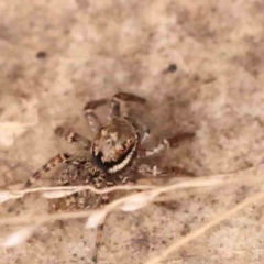 Unidentified Jumping or peacock spider (Salticidae) at Bruce, ACT - 1 Oct 2023 by ConBoekel