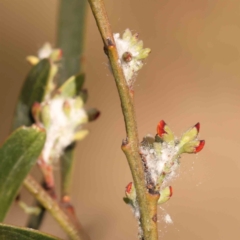 Coccoidea (superfamily) (Mealy bug or scale insect) at Bruce Ridge to Gossan Hill - 1 Oct 2023 by ConBoekel