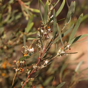 Coccoidea (superfamily) at Bruce Ridge to Gossan Hill - 2 Oct 2023