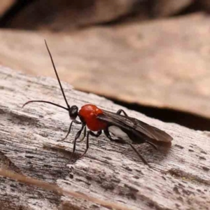 Braconidae (family) at Bruce Ridge - 2 Oct 2023 10:00 AM