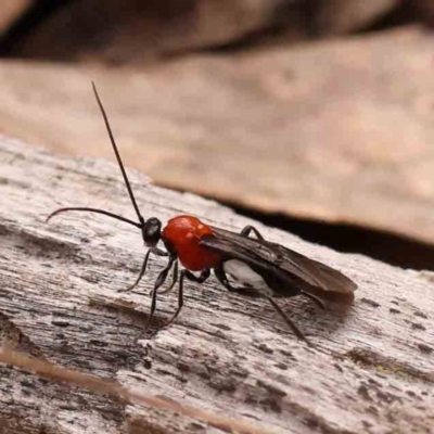 Braconidae (family) (Unidentified braconid wasp) at Bruce Ridge to Gossan Hill - 1 Oct 2023 by ConBoekel