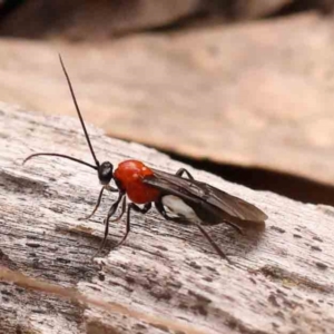 Braconidae (family) at Bruce Ridge - 2 Oct 2023 10:00 AM