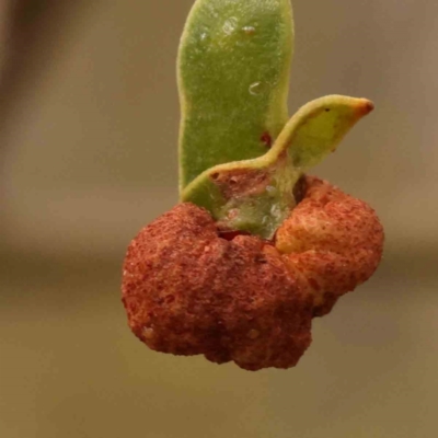 Uromycladium tepperianum (A gall forming rust fungus) at Bruce Ridge to Gossan Hill - 2 Oct 2023 by ConBoekel